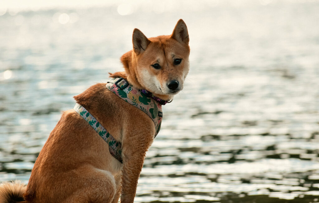 7bf8cb74 5fdd 484c A495 3c8941e92cbf Rw 1920 1024x653