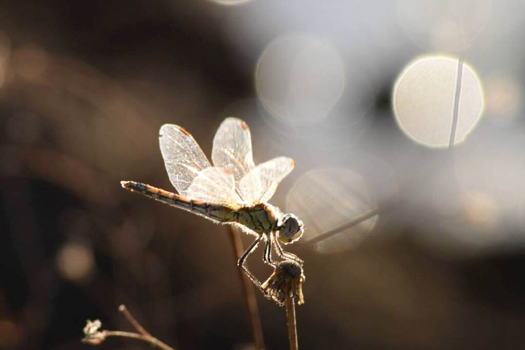 IMG 20230201 175139 1 E1761679545243 1024x683